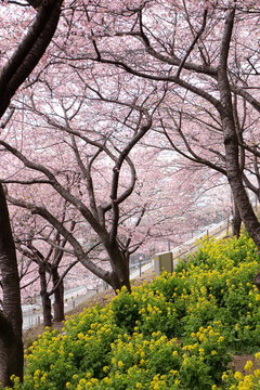 河津桜