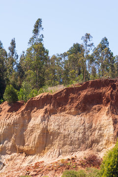 Bosques sobre suelos rojos en Chile central