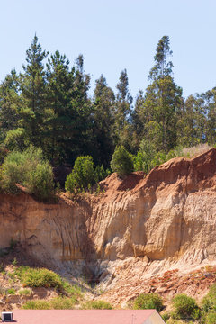 Bosques sobre suelos rojos en Chile central