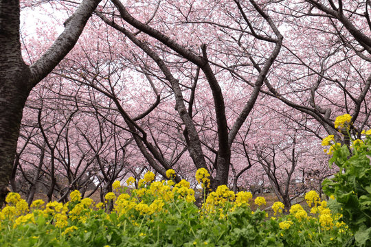 河津桜