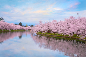 Naklejka premium Pełny kwiat Sakura - wiśniowy kwiat w Hirosaki parku w Japonii