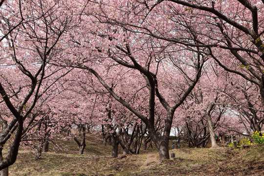 河津桜