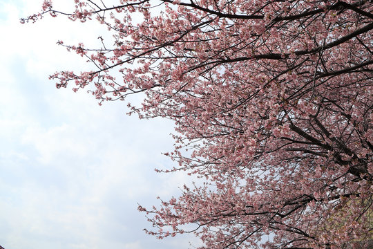 河津桜