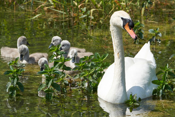 Schwanenfamilie