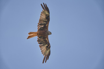 rotmilan in der luft