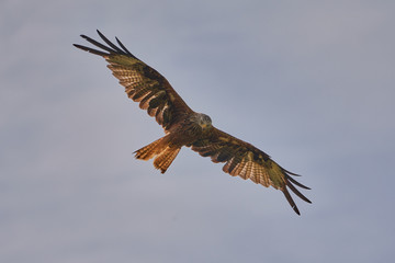 Obraz premium rotmilan in der luft