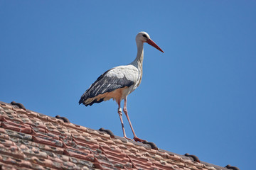storch auf dem Dach
