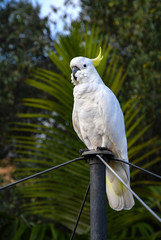 Sulphur crested white cockatoo of Australia sits on suburban clothesline.