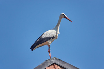 storch auf dem Dach