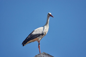 rotmilan in der luft
