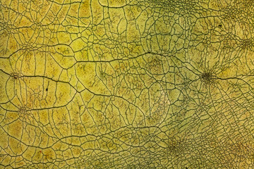 Crackle background texture