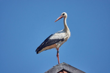 storch auf dem Dach