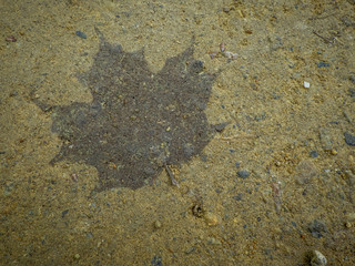 Sugar maple silhouette in mud