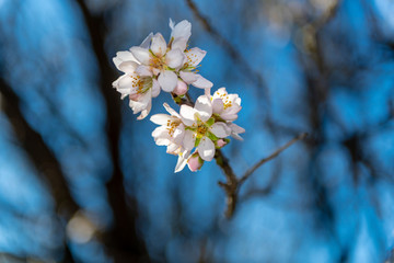 Almond flowered winter