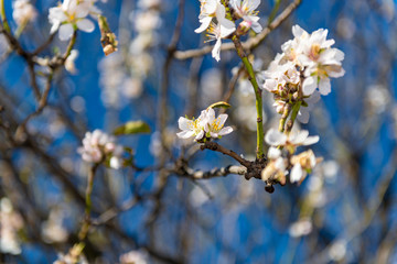 Almond flowered winter
