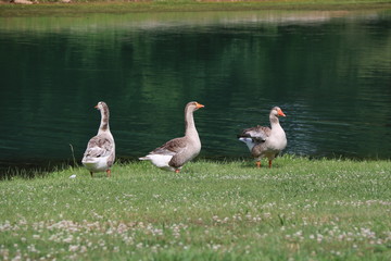 family of geese