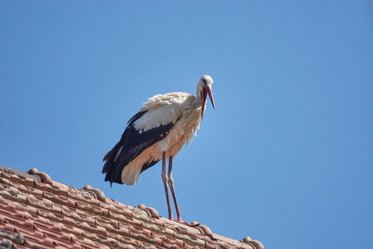 storch auf dem Dach