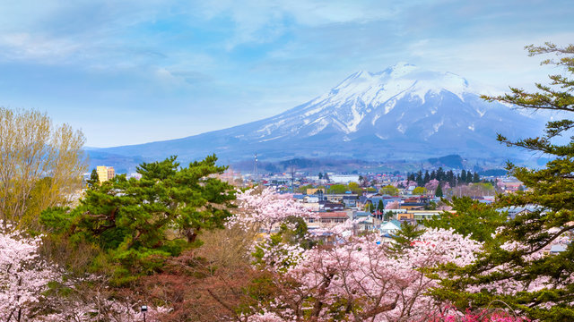 Full bloom Sakura - Cherry Blossom  at Hirosaki park in Japan