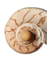 Top side of larger circular shaped spiral seashell with decorative brown lines on creamy surface,  white background © zayacsk
