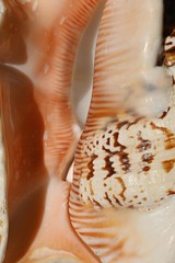 Smooth texture detail of entrance to large Spider conch seashell Lambis Lambis © zayacsk