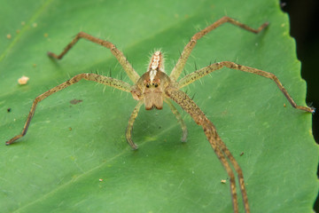 Lynx spider － Oxyopidae close-up