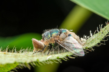 big eye fly marco photography on green leaf