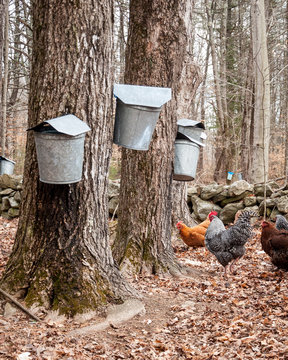 Metal sap collection buckets in maple grove with chickens