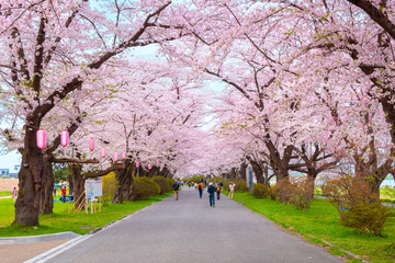 Fototapeta premium Full Bloom Sakura w parku Kitakami Tenshochi w Japonii
