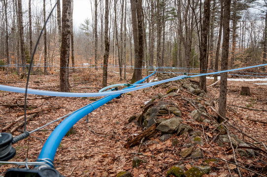 Sap collection tubing in maple grove