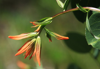 Indian paintbrush