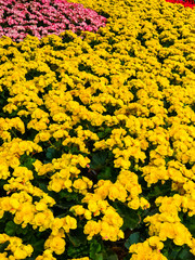 Beautiful garden of colorful flowers