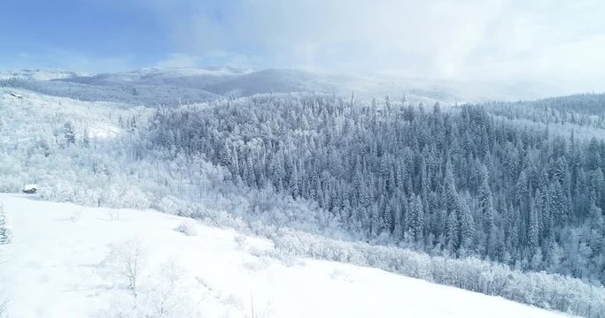 Aerial view above snow covered tree forest and beautiful mountain landscape on clear winter day