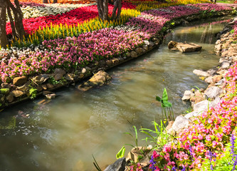 Beautiful garden of colorful flowers