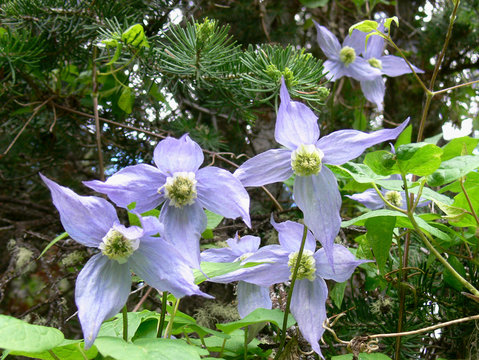 Western virgin's bower Clematis occidentalis