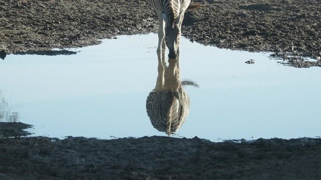 Wildlife in Okavango Delta Botswana Africa