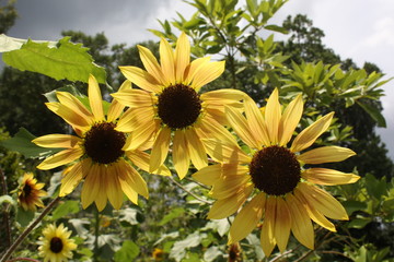 Sunflowers