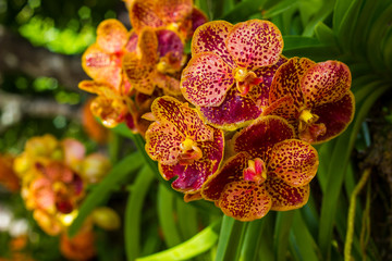 yellow and red orchid flower in garden