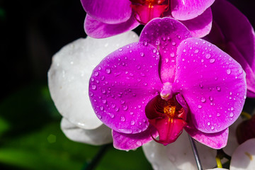 purple orchid flower in garden
