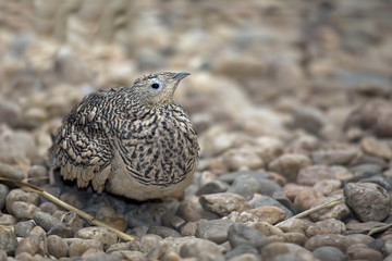 Beautiful Chestnut-bellied Sandgrouse, Pterocles exustus