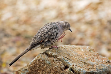 Inca Dove, Columbina inca, scratching