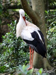 Big Black White Bird