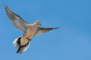 Mourning Dove, Zenaida macroura, in flight © Harold Stiver