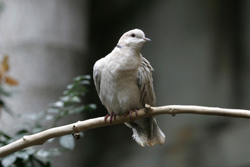 Fototapeta premium Ring-necked Dove, Streptopelia capicola, perched
