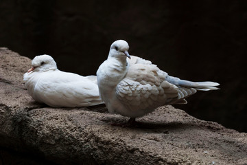 Pair of Ring-necked Dove, Streptopelia capicola