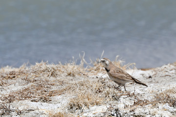 The fauna of Tibet. Small bird on the shore of a salt-water mountains lake in Tibet, China