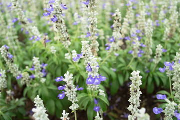 Blue Salvia flowers blooming in the garden