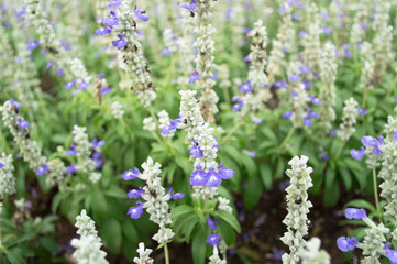 Fototapeta premium Blue Salvia flowers blooming in the garden