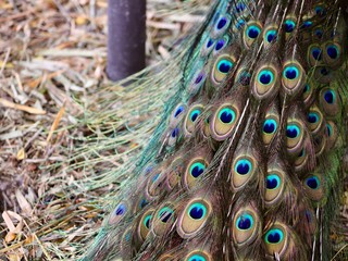 Peacock Feathers