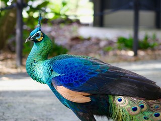 Peacock