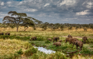 Elephant family enjoying the grasses and marshland in the Serengeti Tanzania